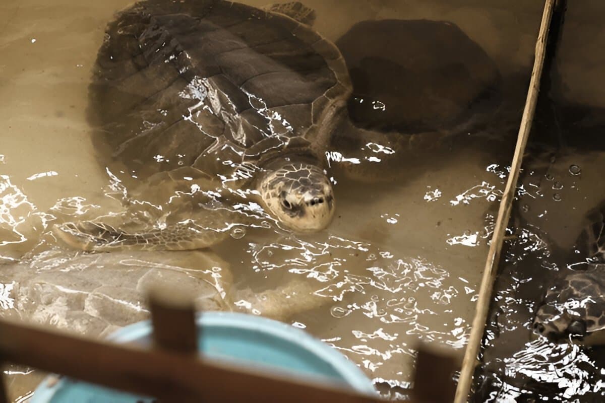 Sea Turtle Hatchery & Rescue Center