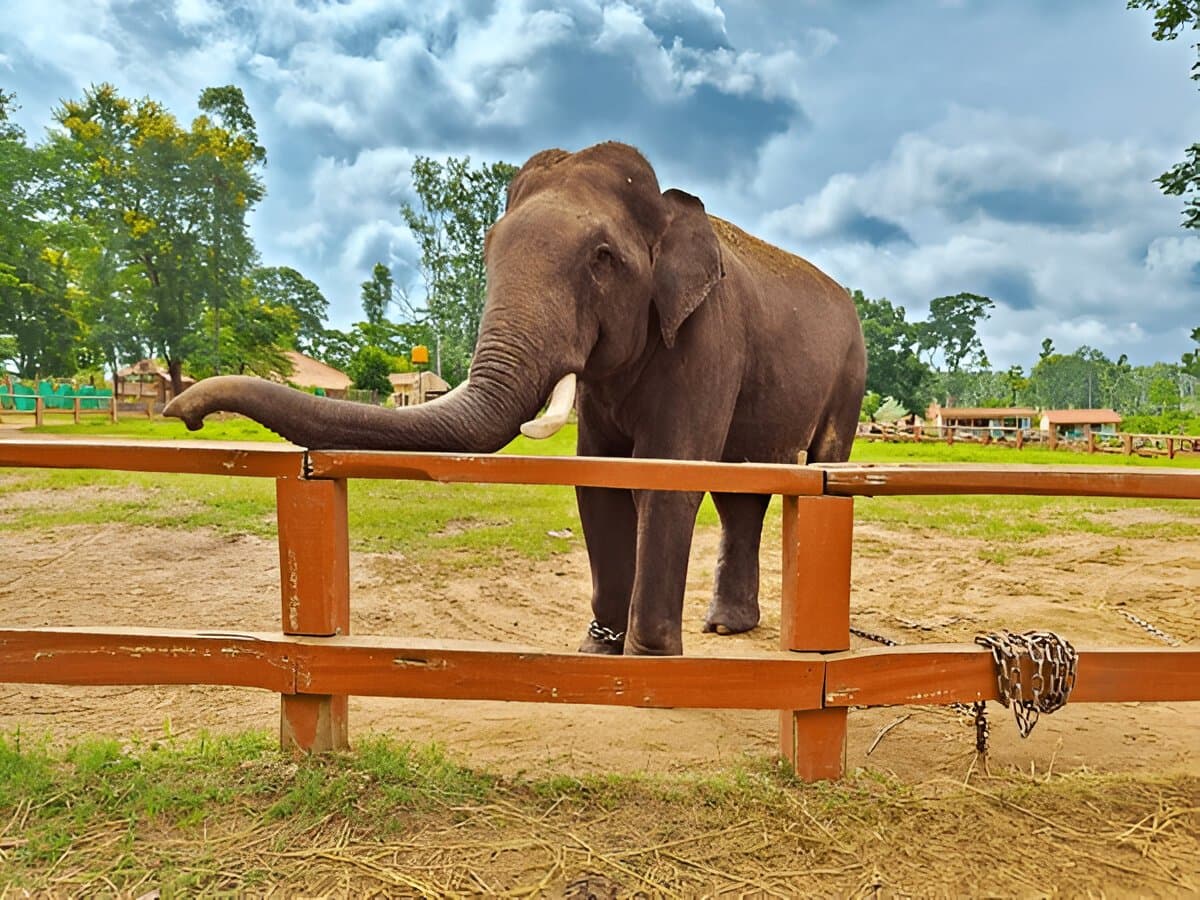 Dubare elephant camp