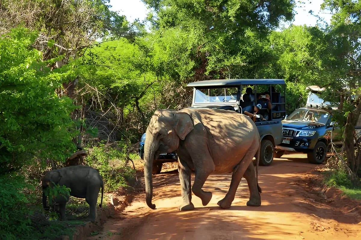  Elephant Safari Sri Lanka