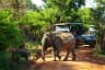  Elephant Safari Sri Lanka