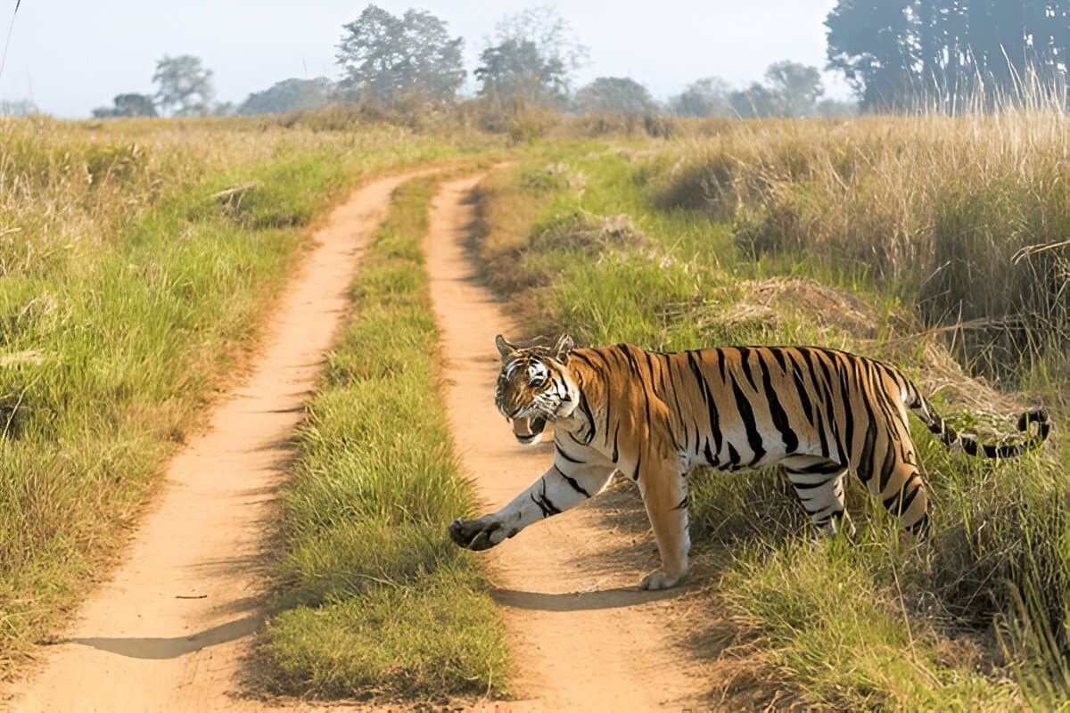 Kanha National Park