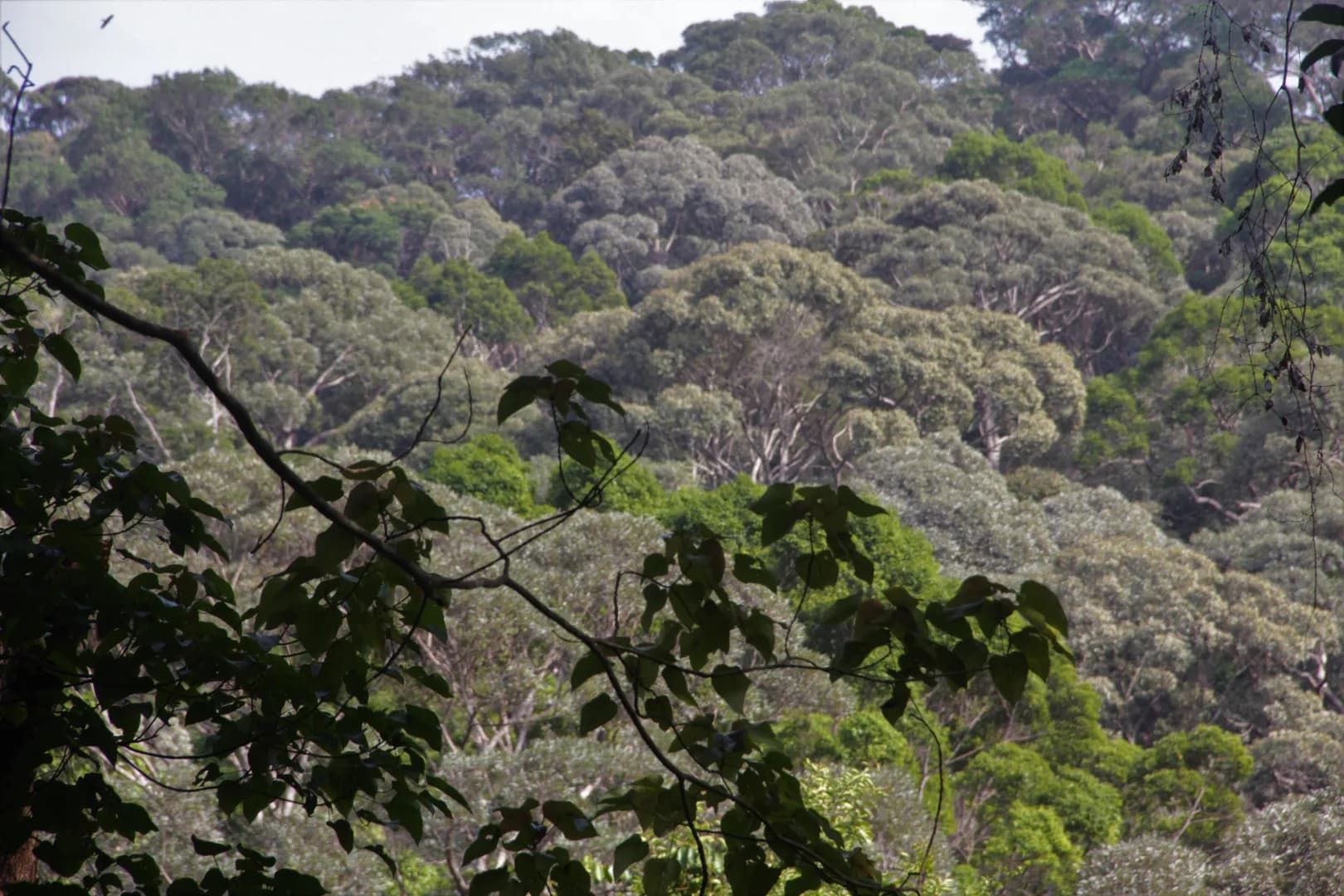 Penang National Park