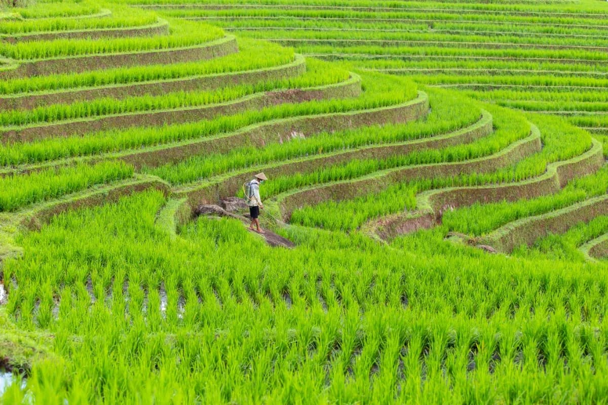 Jatiluwih Rice Terraces View