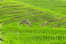 Jatiluwih Rice Terraces View