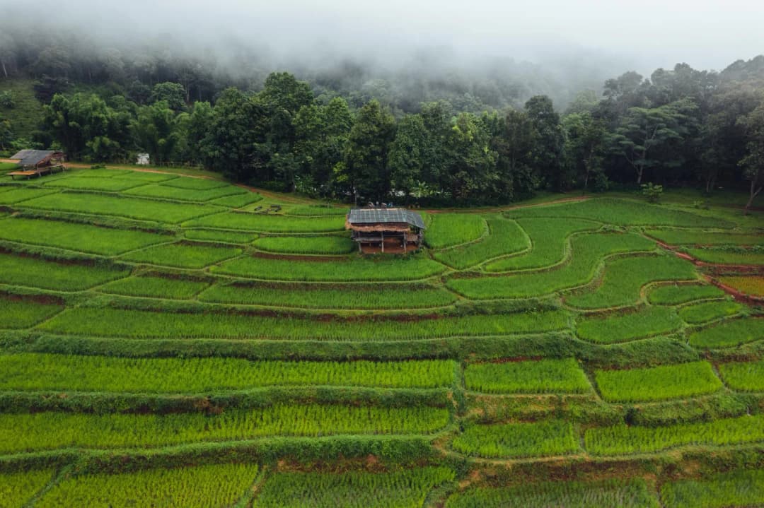 Lush Rice Fields