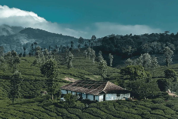 Kerala Honeymoon Packages | Plan the Most Romantic Escape of Your Life