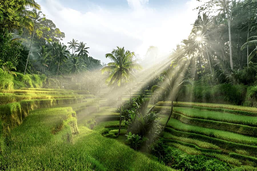 Tegallalang Rice Terraces