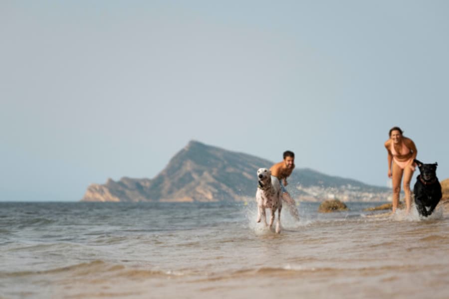 Pet-Friendly Hotels in Mandarmani: Beach Bliss for You and Your Pet