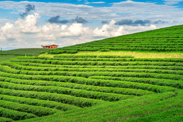 Kerala Honeymoon Packages from Mumbai: Your Dream Romantic Escape Awaits