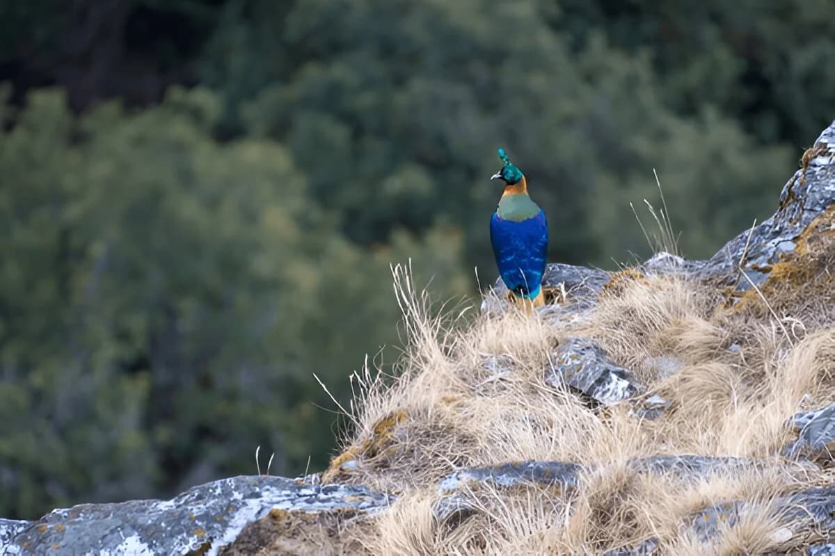 Kedarnath Wildlife Sanctuary