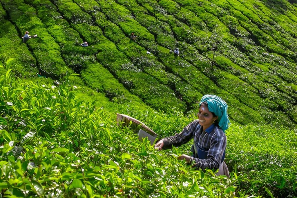 Kerala Munnar