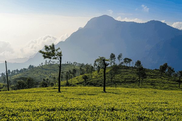 Find Out The Best Ooty Tour For Families