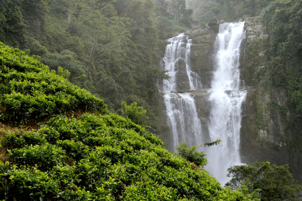 The Magic of Sri Lanka: Best Honeymoon Tour for Couples