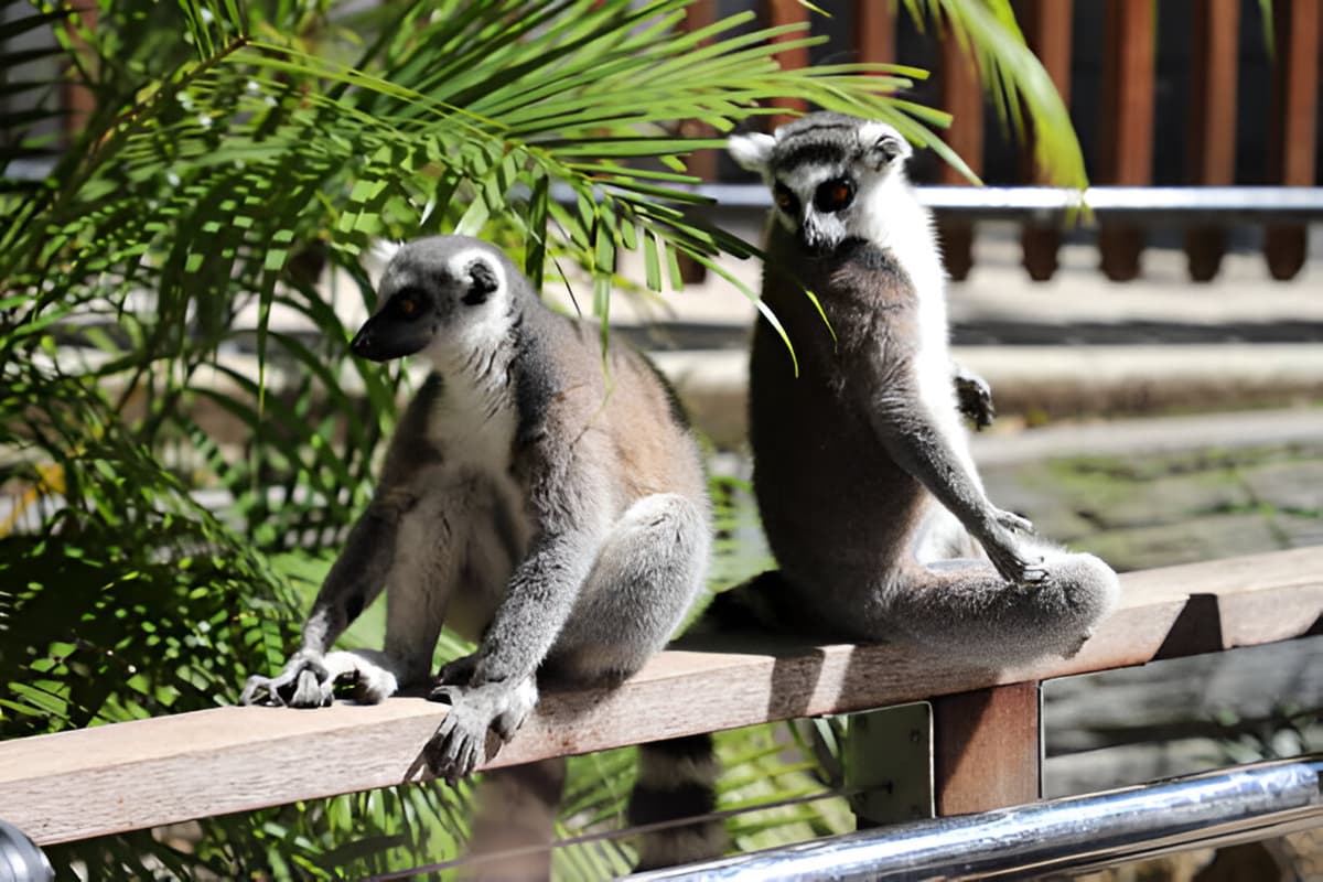 Currumbin Wildlife Sanctuary