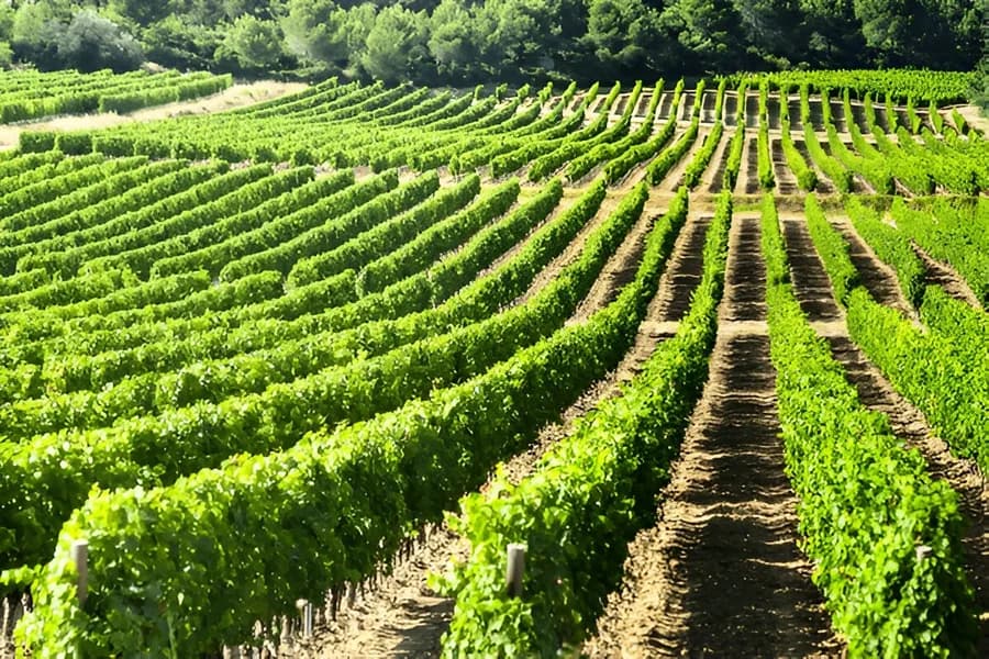 Clare Valley