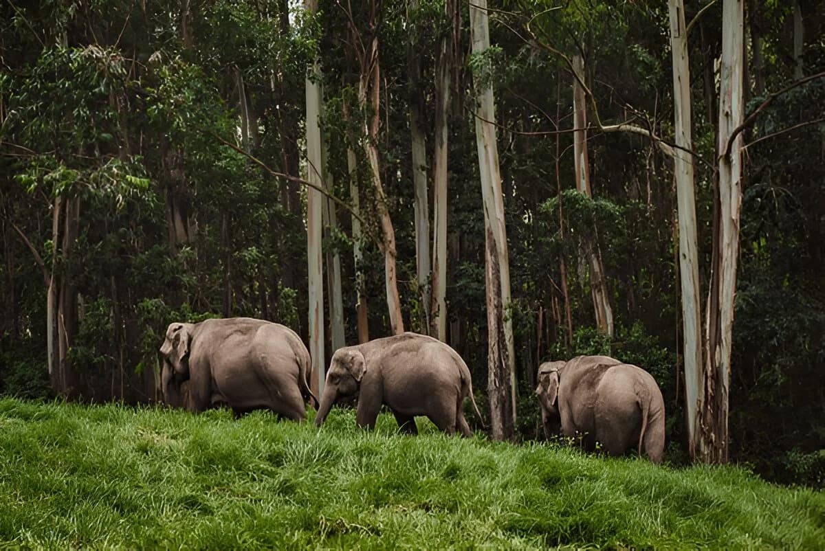 National Parks in Kerala
