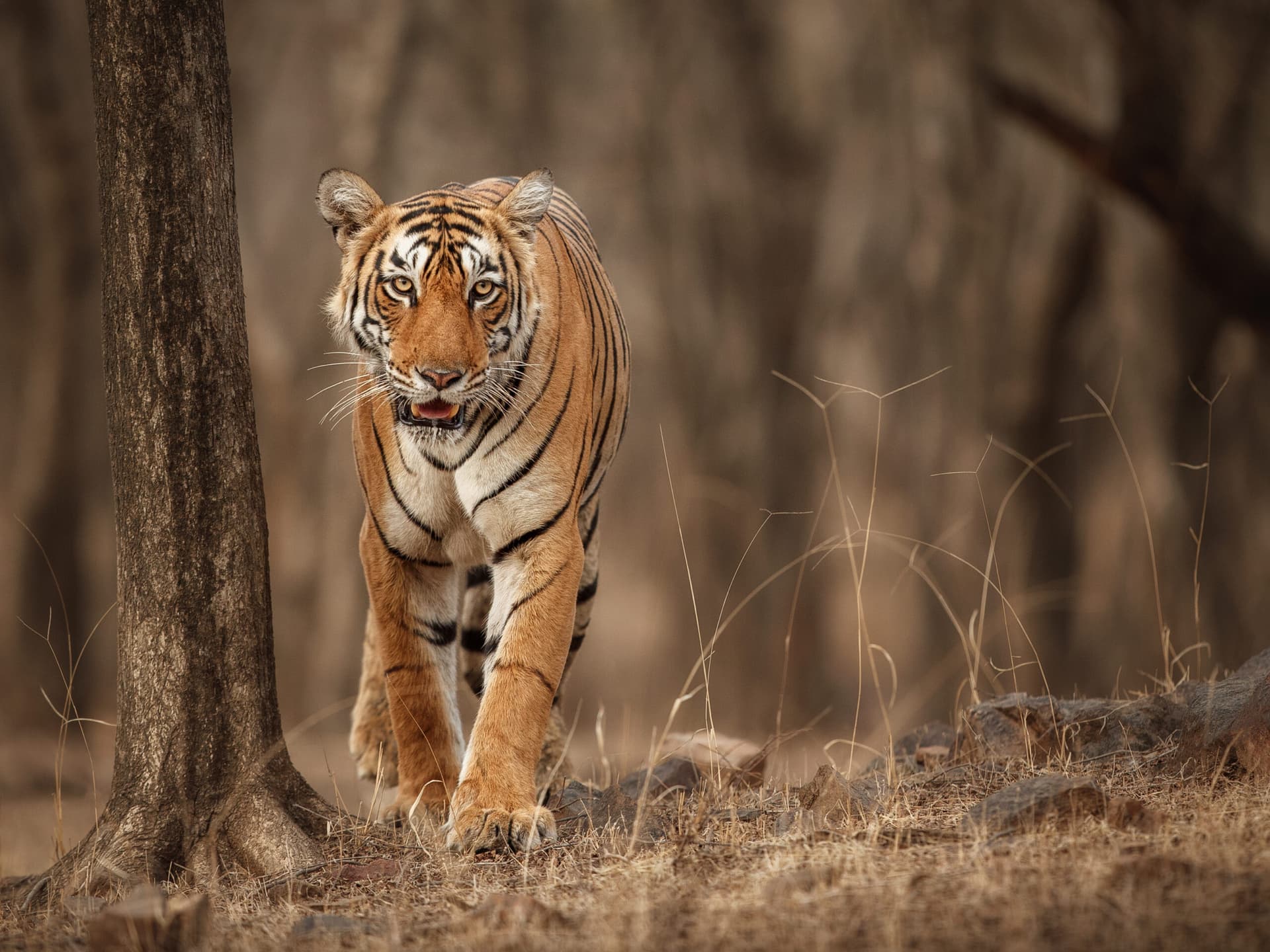 Top Wildlife Sanctuaries & National Parks of Rajasthan