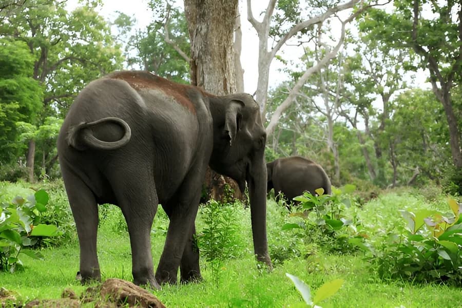 Wayanad Wildlife Sanctuary