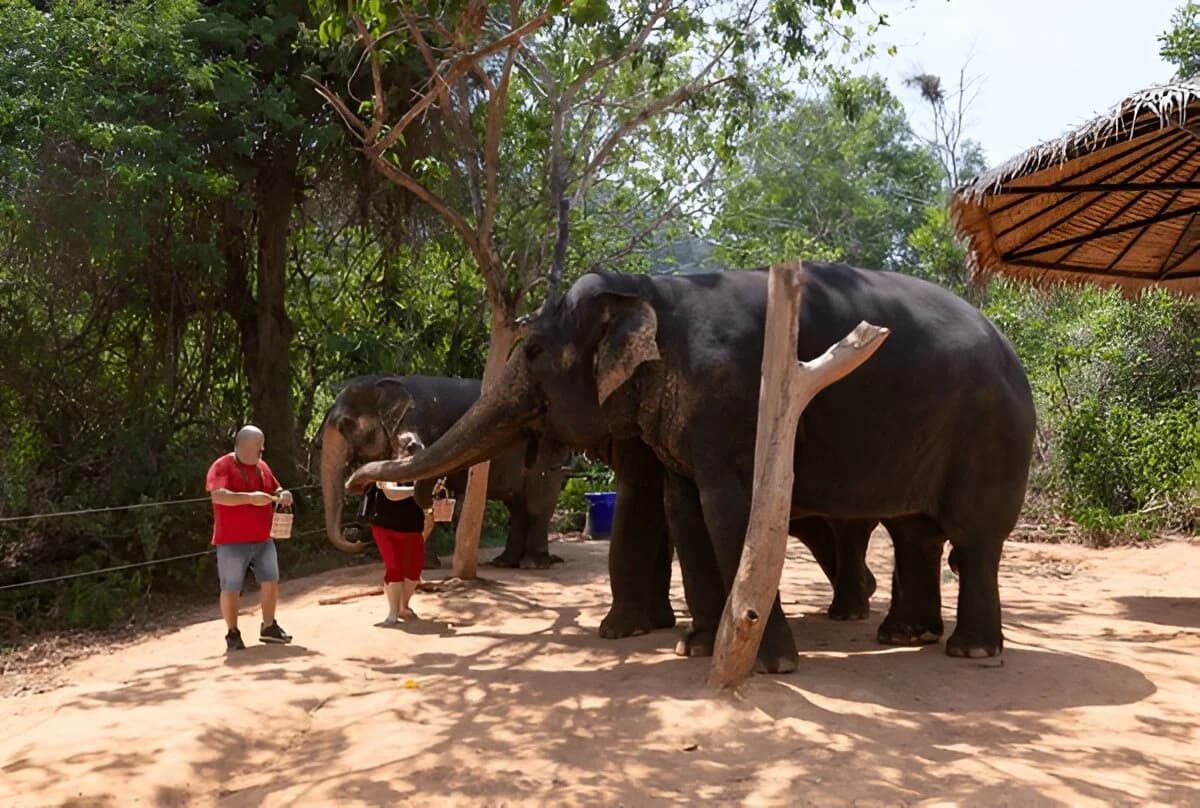 Elephant Jungle Sanctuary, Phuket