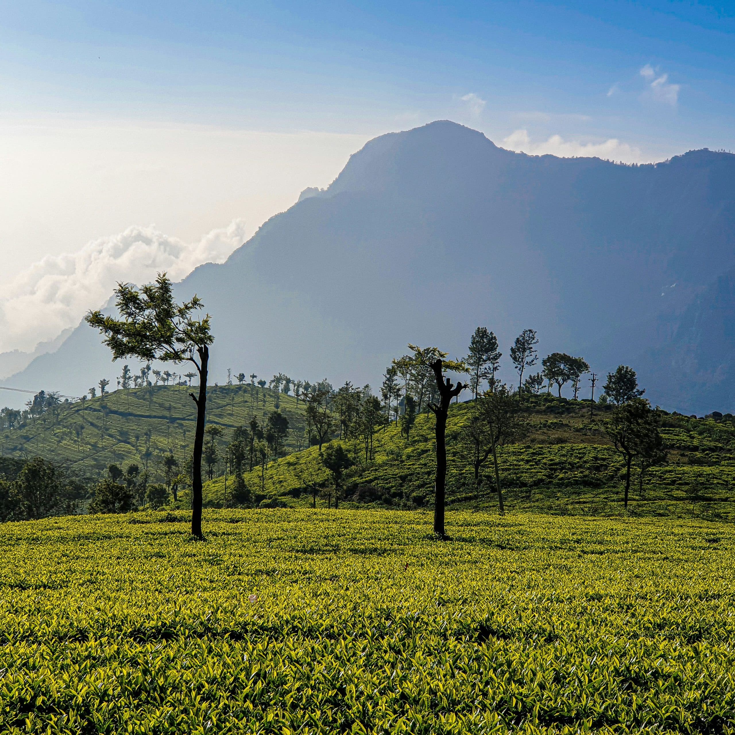 Bangalore Mysore Ooty Family Tour: Explore Together