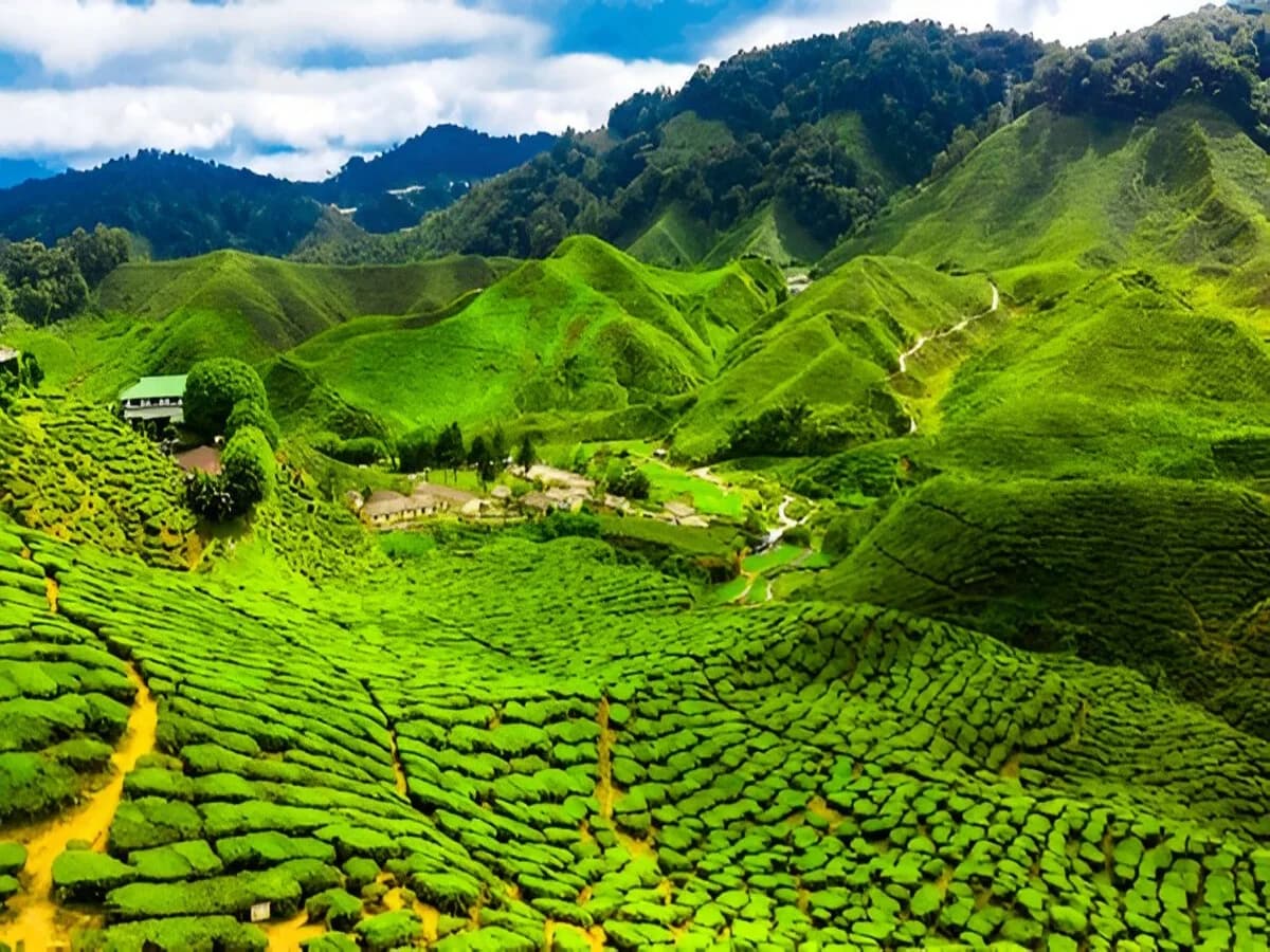 Cameron Highlands