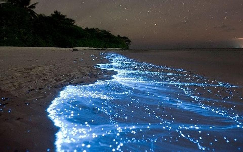 Glowing Beach in Lakshadweep