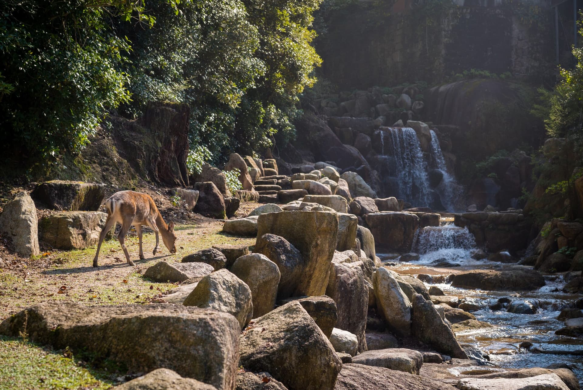Experience the thrill of a lifetime with Jim Corbett Family Packages