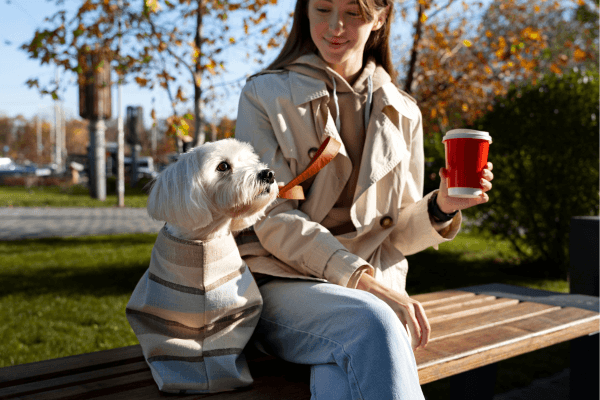Pet-friendly hotels in Denmark for a Comfortable Stay with Your Pet
