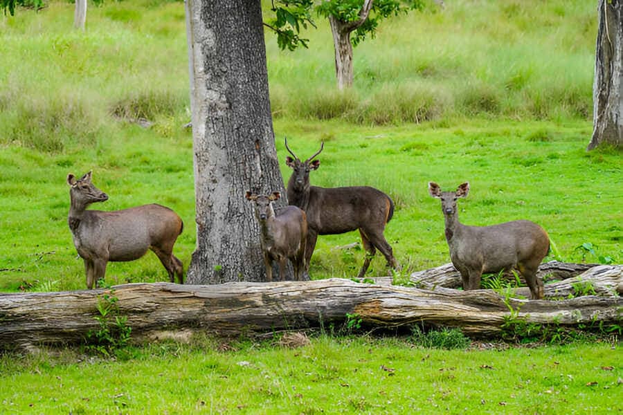 Wayanad Wildlife Sanctuary