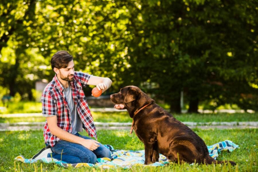 Pet-Friendly Hotels in Amritsar: A Warm Welcome for You and Your Pet