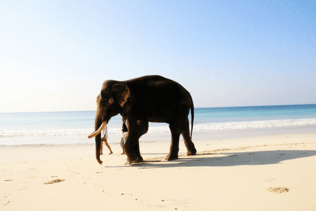 Best Andaman Honeymoon Packages: Explore Port Blair, Havelock &amp; Neil