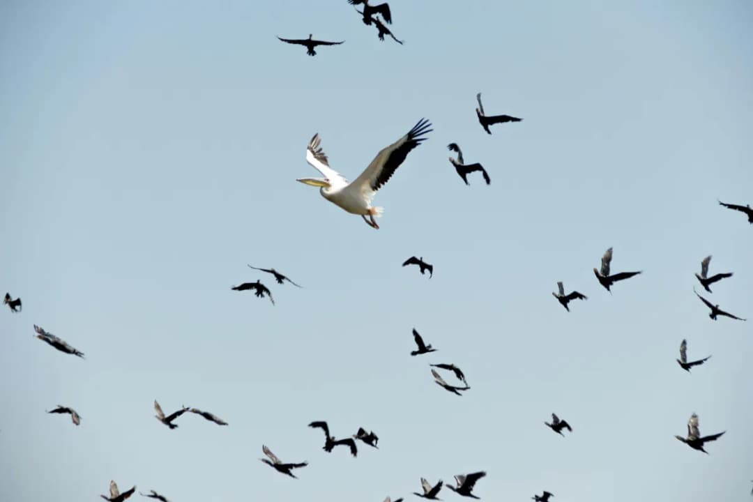 Exotic Bird Collection