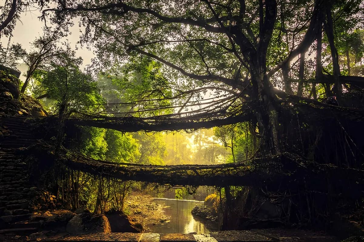 Living Root Bridge Trek in Nongriat