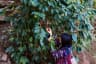 Akha tribe worker pick fresh red coffee seed as a coffee beans plantation