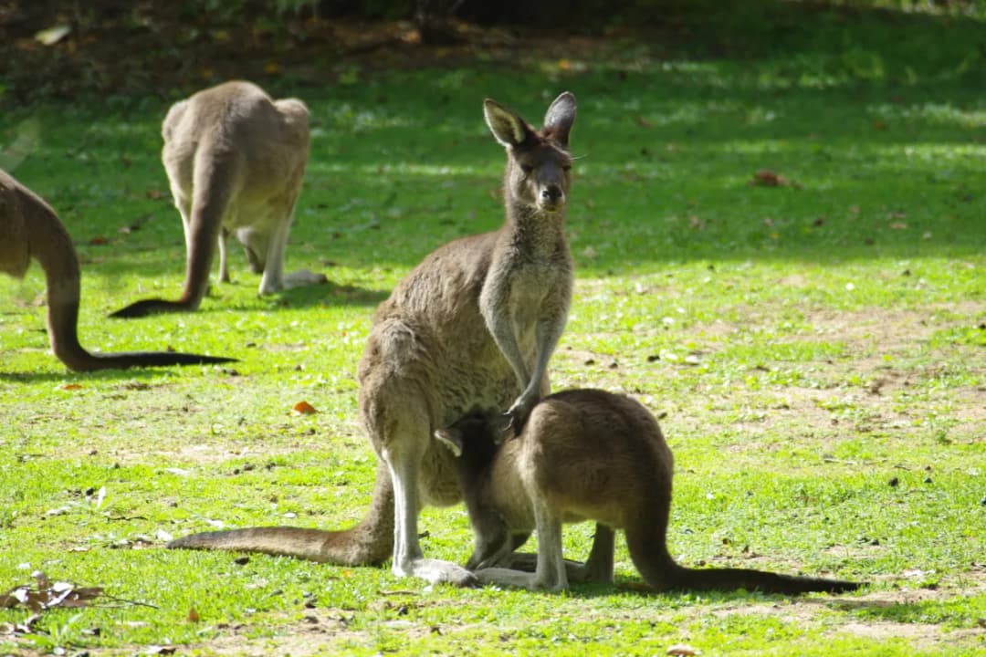 Kangaroo Feeding