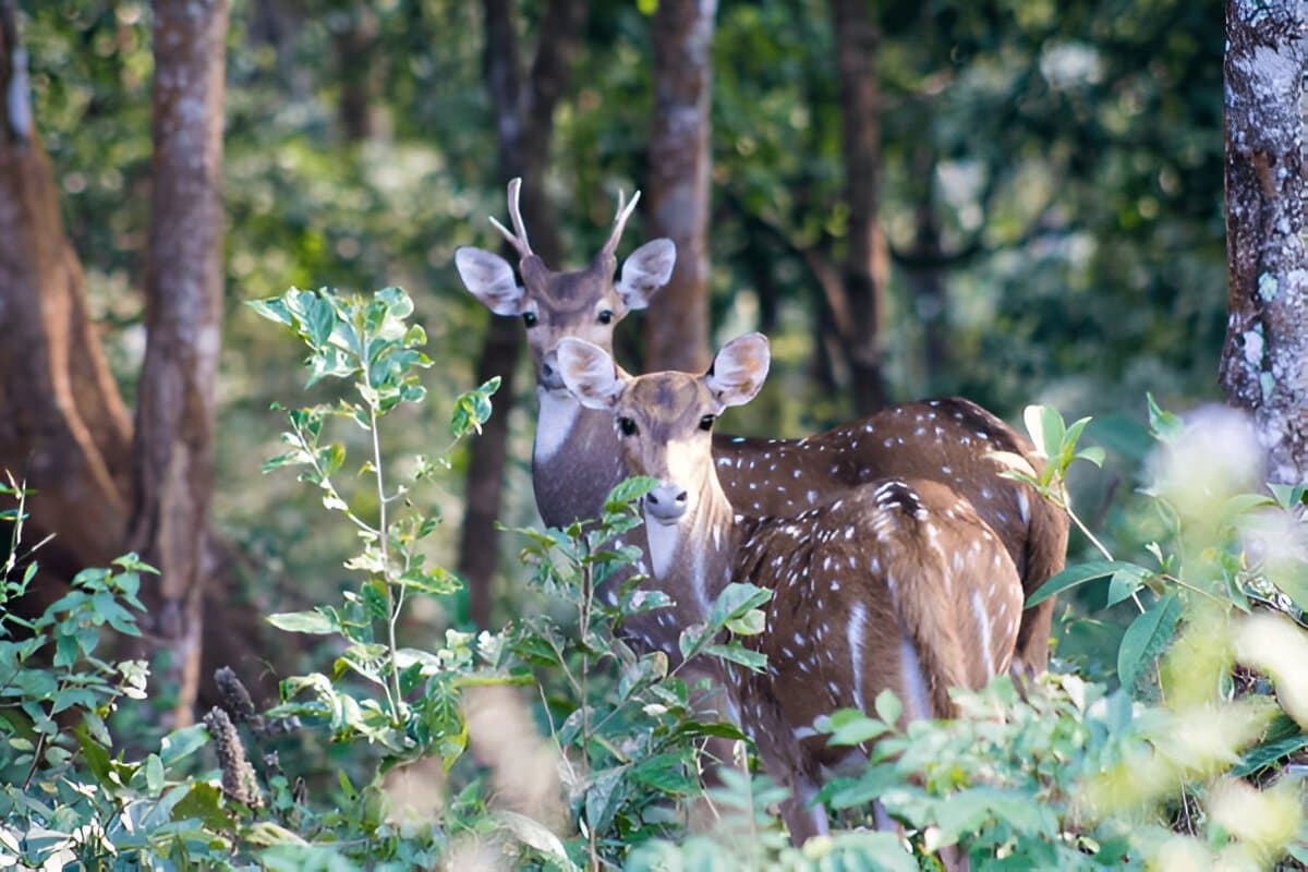 Gorgeous Uttarakhand 