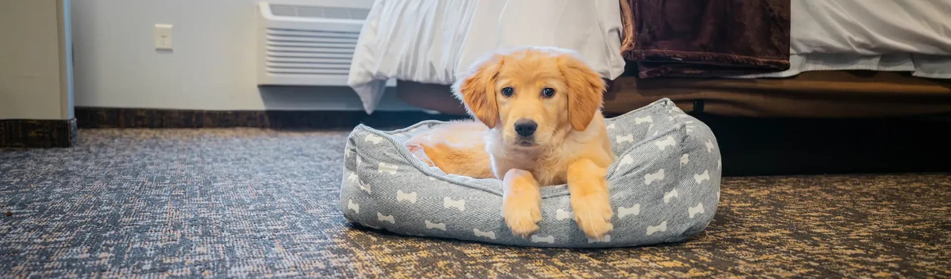 Pet-Friendly Hotels in Goa: Place for Furry Friends to Get Pampered