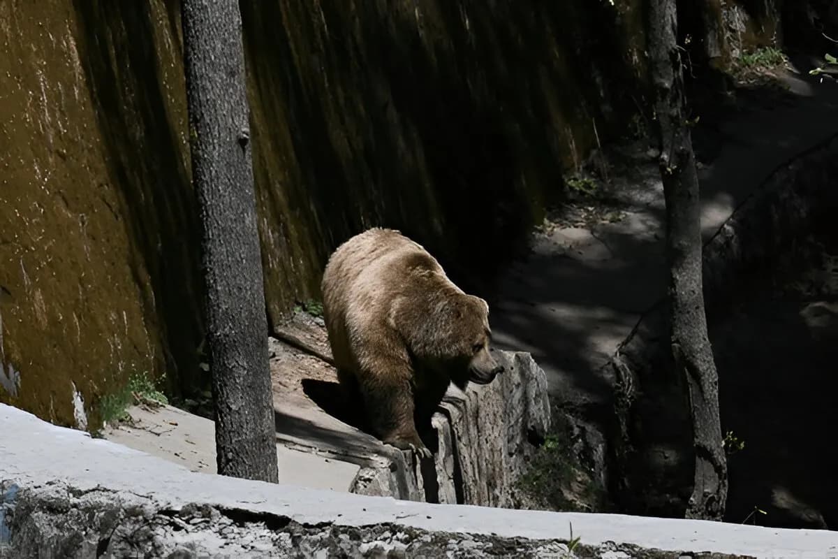 Himalayan Nature Park Kufri Zoo