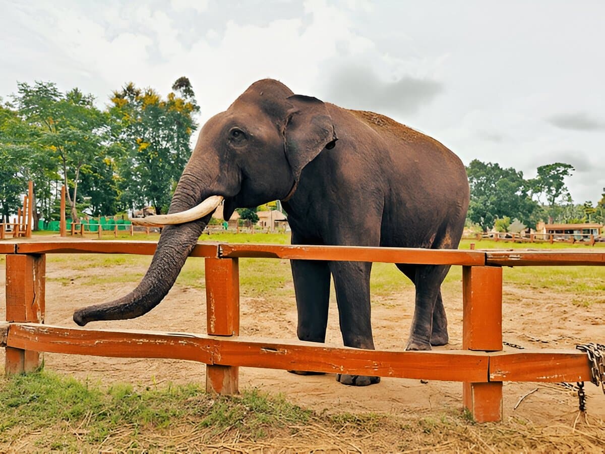 Dubare Elephant Camp