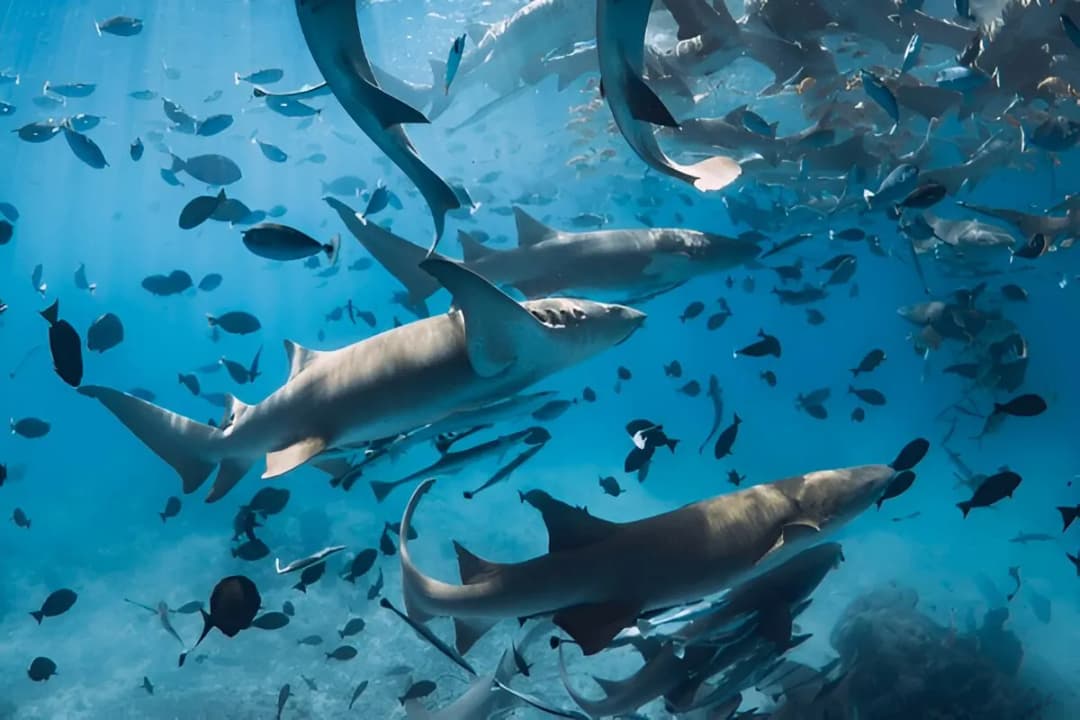 Reef Sharks