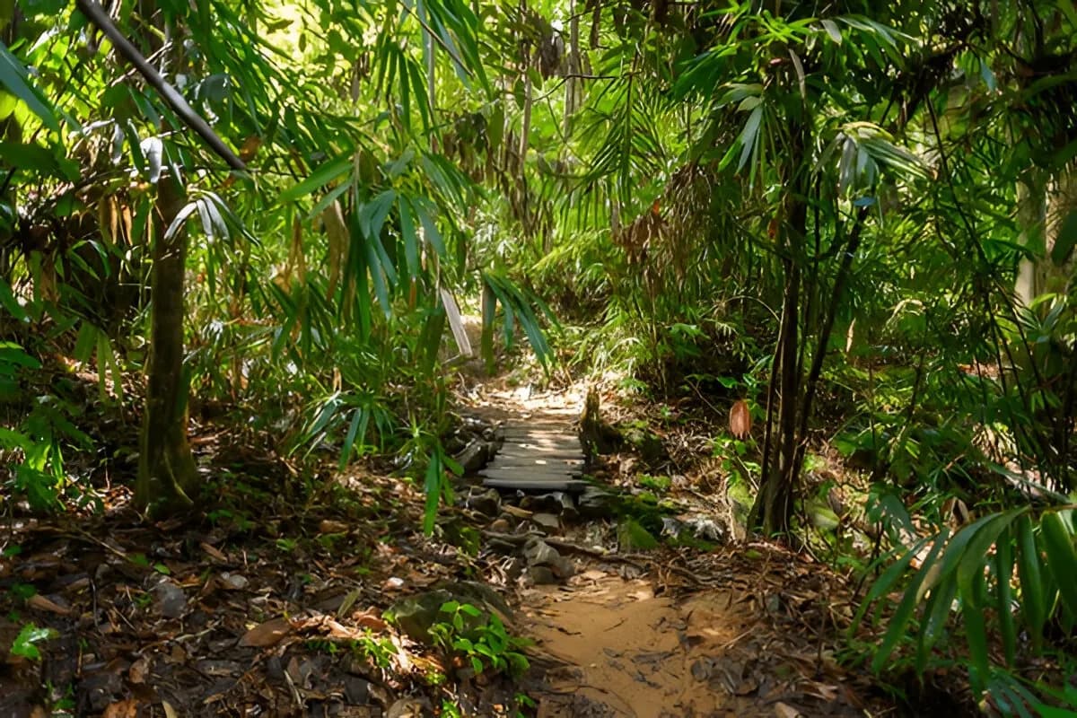 Sinharaja Forest Reserve