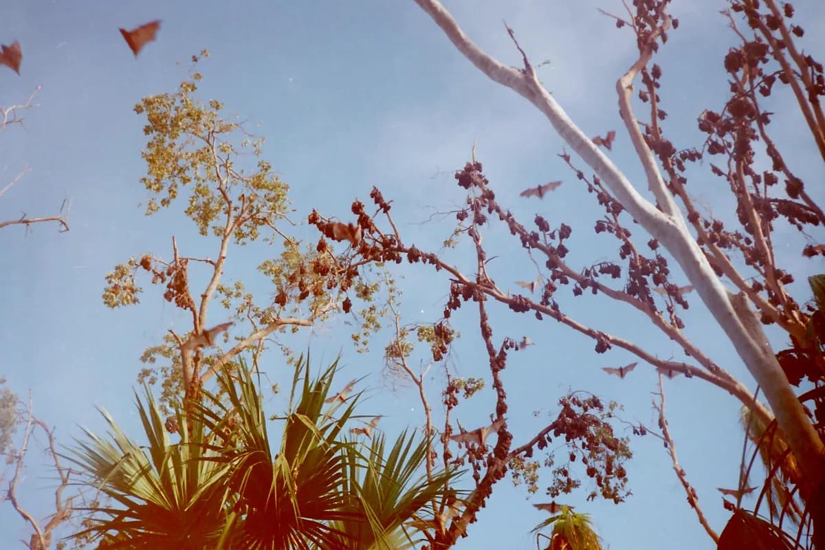 Mataranka Hot Springs