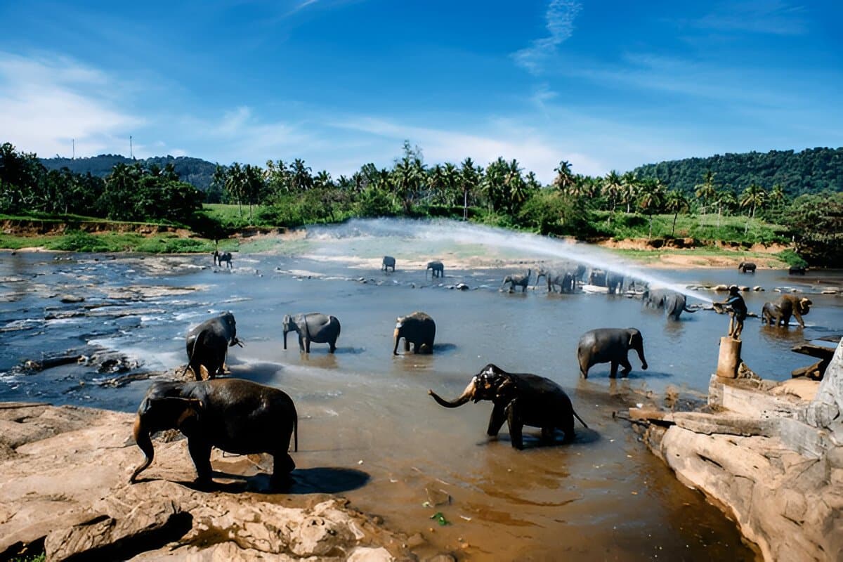 Pinnawala Elephant Orphanage