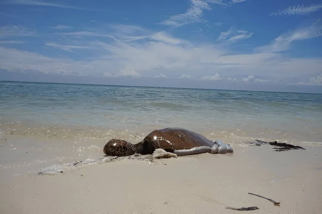 Turtle Spotting Opportunities