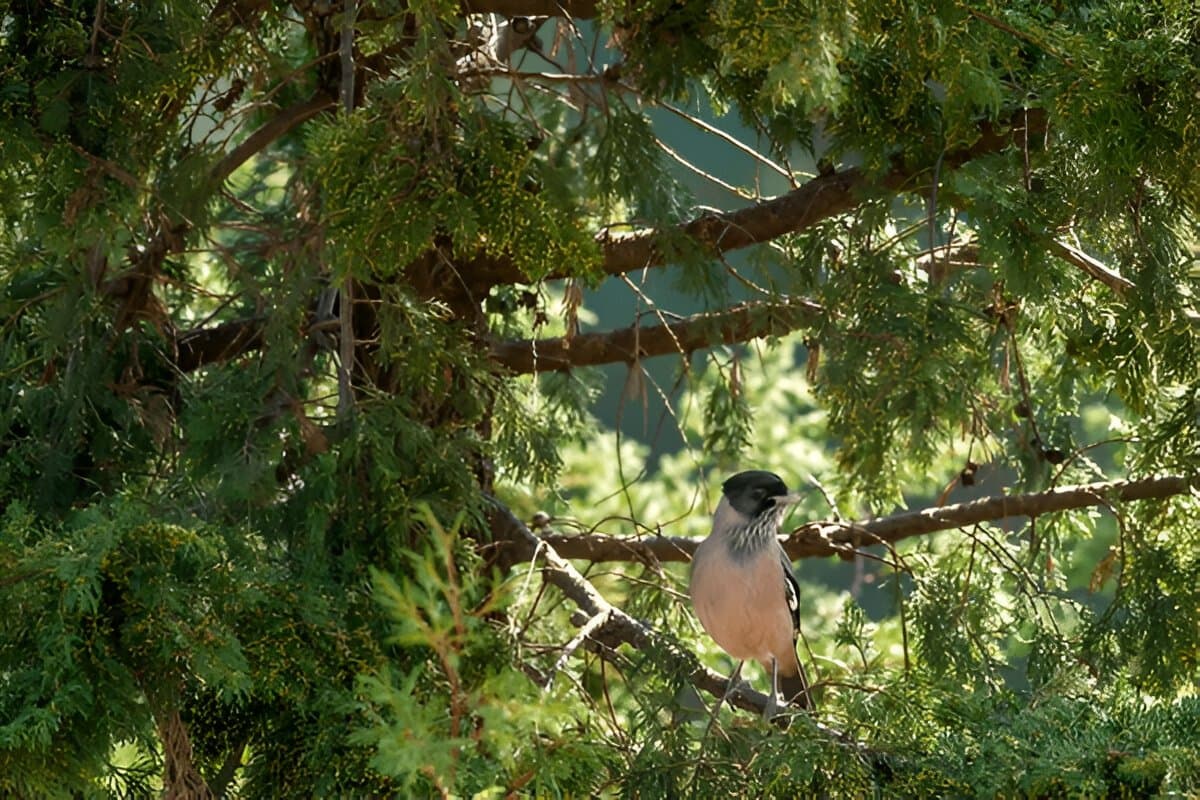 Sonanadi Wildlife Sanctuary 