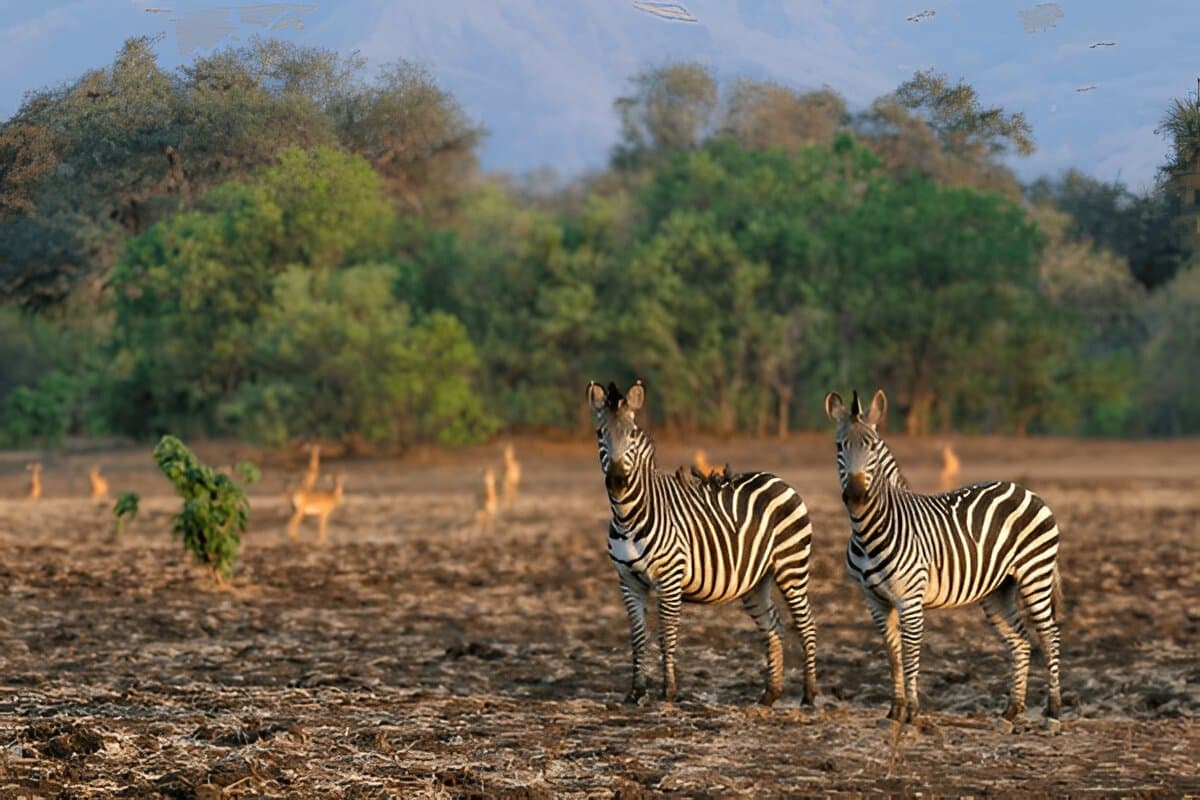 Royal Manas National Park