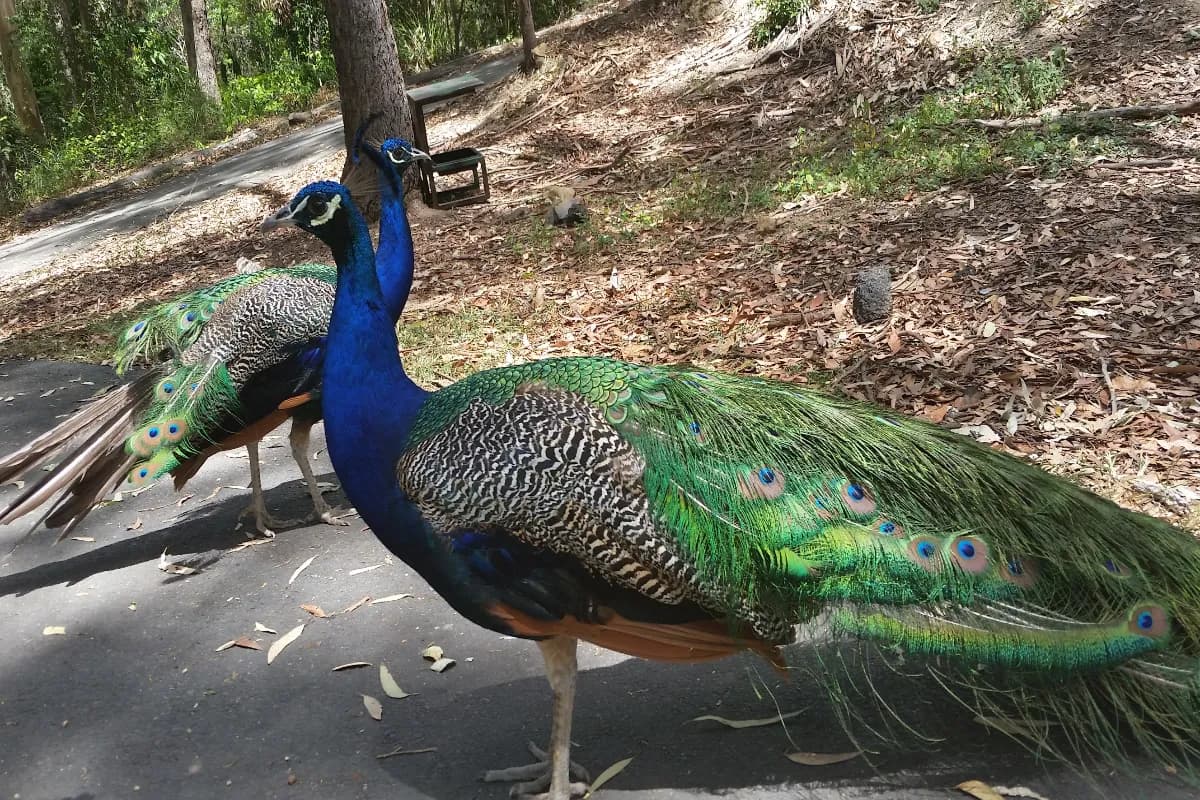 currumbin wildlife sanctuary