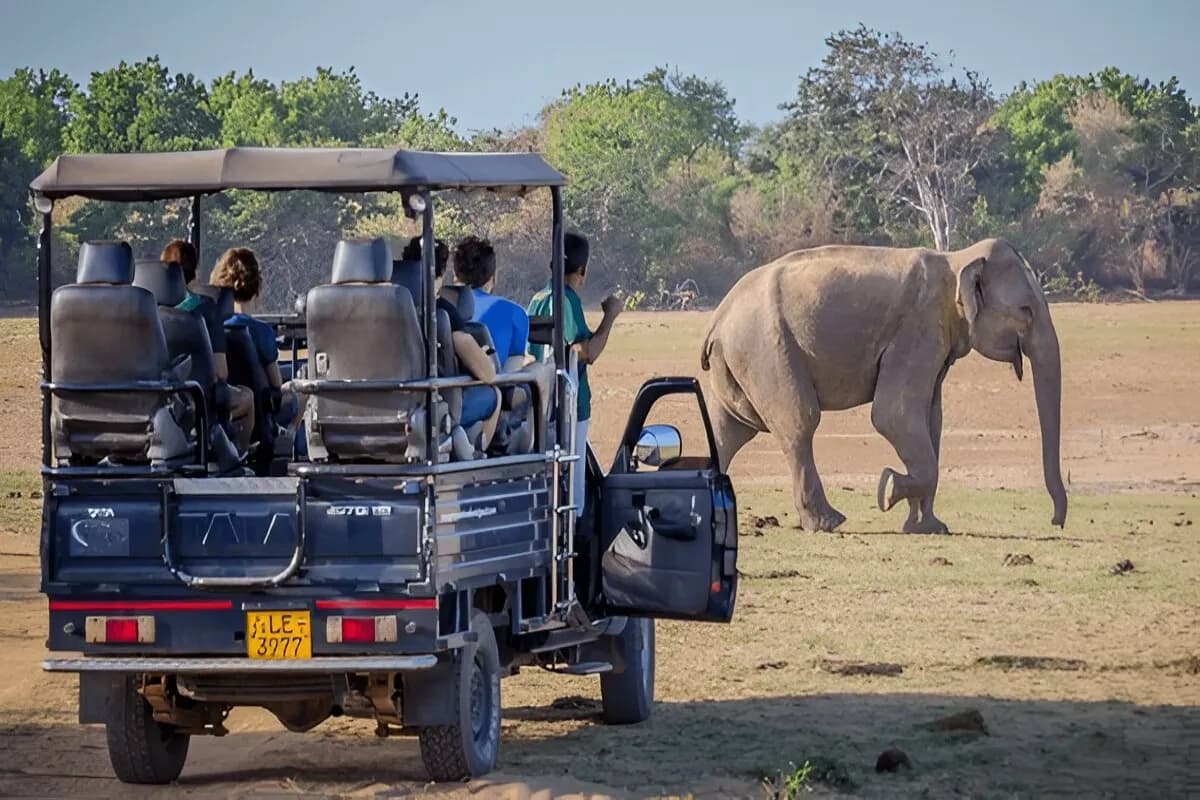  Elephant Safari Sri Lanka