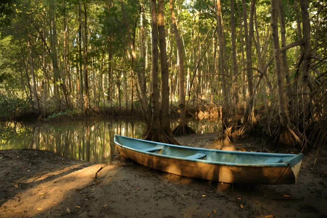 Mangrove Boardwalk