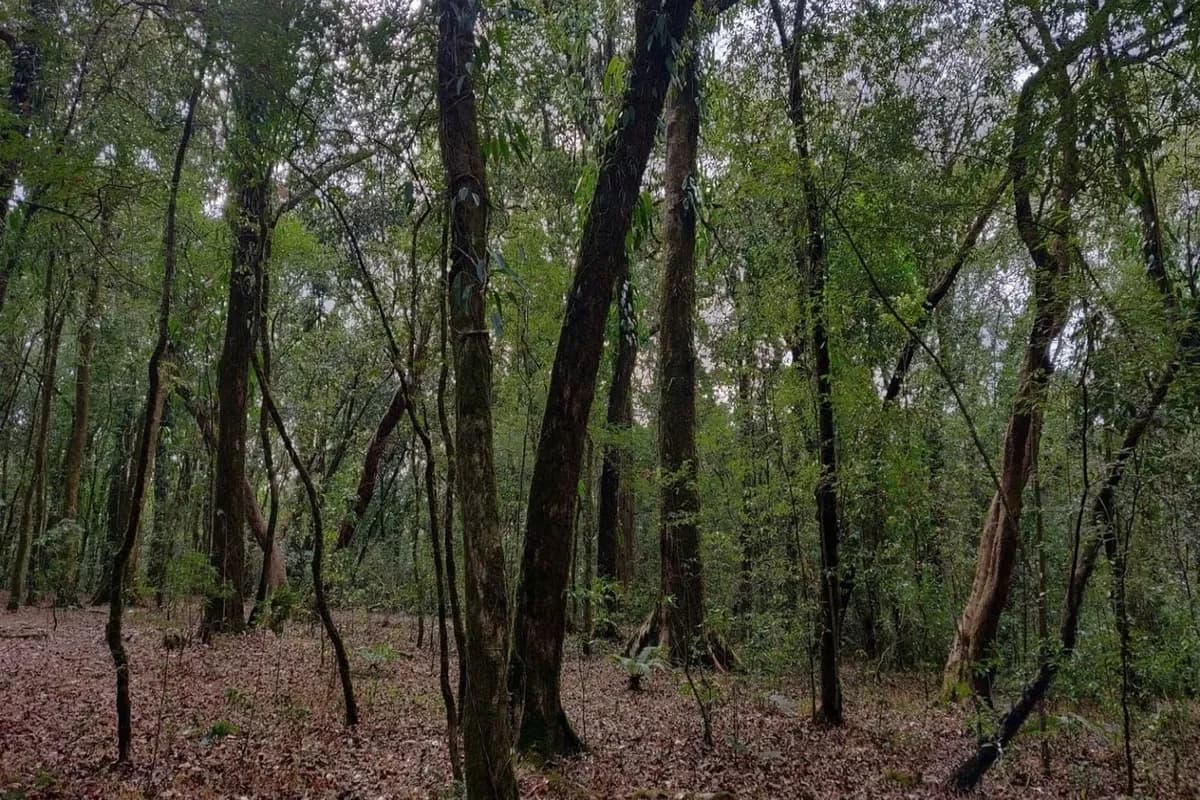 Lush greenery at Mawphlang Sacred Forest